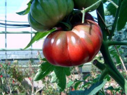 BIO-Pflanze Fleisch-Tomate Noire Carbonneuse