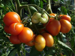 BIO-Pflanze Fleisch-Tomate Reisetomate Alte Tomatensorte