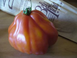 BIO-Pflanze Ochsenherz-Tomate Italienisches Ochsenherz Alte Tomatensorte