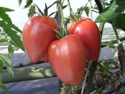 BIO-Pflanze Tomate Ochsenherz früh Alte Tomatensorte