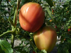 6er-Pack Tomate Ochsenherz früh BIO-Tomatensämlinge