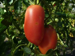 BIO-Pflanze Ochsenherz-Tomate Purple Russian