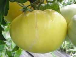 BIO-Pflanze Ochsenherz-Tomate Weißes Ochsenherz Alte Tomatensorte