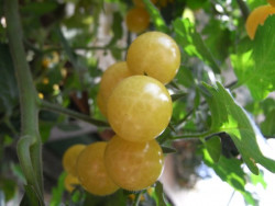 BIO-Pflanze Kirsch-Tomaten Bianca Alte Tomatensorte