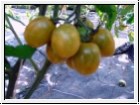 BIO-Pflanze Cocktail-Tomate Green Grape Alte Tomatensorte