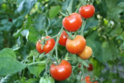 BIO-Pflanze Cocktail-Tomate Gardener's Delight Alte Tomatensorte