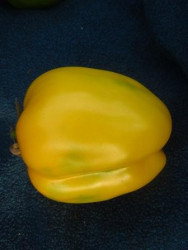 BIO-Pflanze Paprika-Tomate Yellow Stuffer Alte Tomatensorte