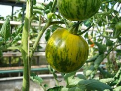 BIO-Pflanze Tomate rund Grünes Zebra