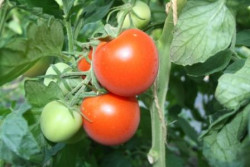 BIO-Pflanze Tomate rund Monda