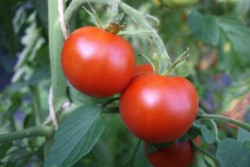BIO-Pflanze Tomate rund Sieger Alte Tomatensorte