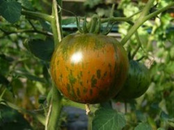 BIO-Pflanze Tomate rund Schwarzes Zebra