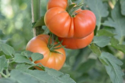 BIO-Pflanze Tomate rund 'Wladiwostok' Alte Tomatensorte