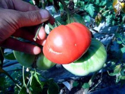 6er-Pack Tomate Wladiwostok Владивосто́к BIO-Tomatensämlinge