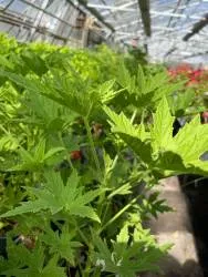BIO-Pflanze Duftgeranie 'Mabel Grey'