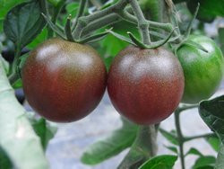 BIO-Pflanze Tomate rund Paul Robson Alte Tomatensorte