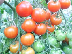 BIO-Pflanze Tomate rund Karos