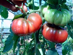 BIO-Pflanze Fleisch-Tomate Noire de Coseboeuf Alte Tomatensorte