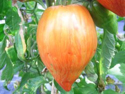BIO-Pflanze Flaschen-Tomate Striped Roman Alte Tomatensorte
