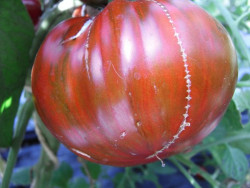 BIO-Pflanze Fleisch-Tomate Black & Red Boar Alte Tomatensorte