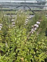 F2/H9 BIO-Kräuterpflanze Minze Thai-Minze