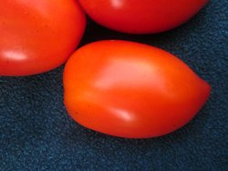 BIO-Pflanze Flaschen-Tomate Amish Paste Alte Tomatensorte