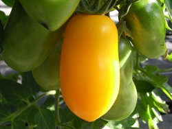 BIO-Pflanze Flaschen-Tomate Gelbe Agathe  Alte Tomatensorte