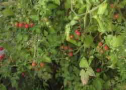 BIO-Pflanze Tomate Wild- Rote Murmel