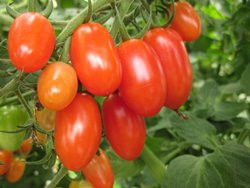 BIO-Pflanze Dattel-Tomaten Corbarino Alte Tomatensorte