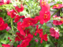 H5 BIO-Blumen Elfenspiegel Sunsutia Rot