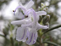 BIO-Rosmarin-Pflanze winterhart 'ARP'